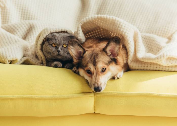 scegliere il divano migliore per chi ha cani e gatti